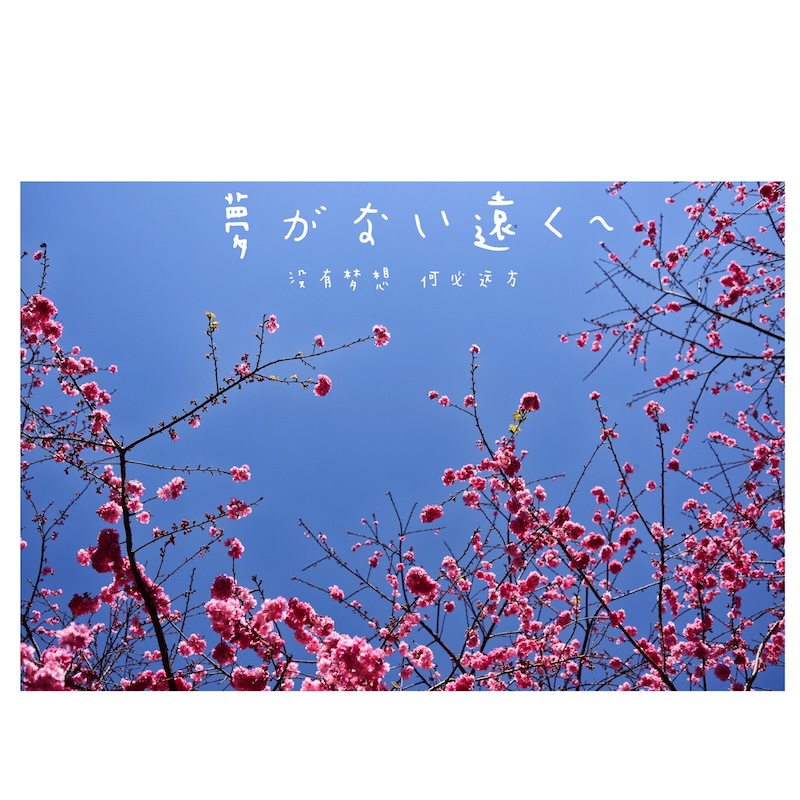 花开向晴